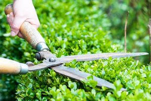 Dịch vụ chăm sóc cây cảnh