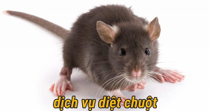 Dịch vụ khử trùng diệt chuột diệt mối